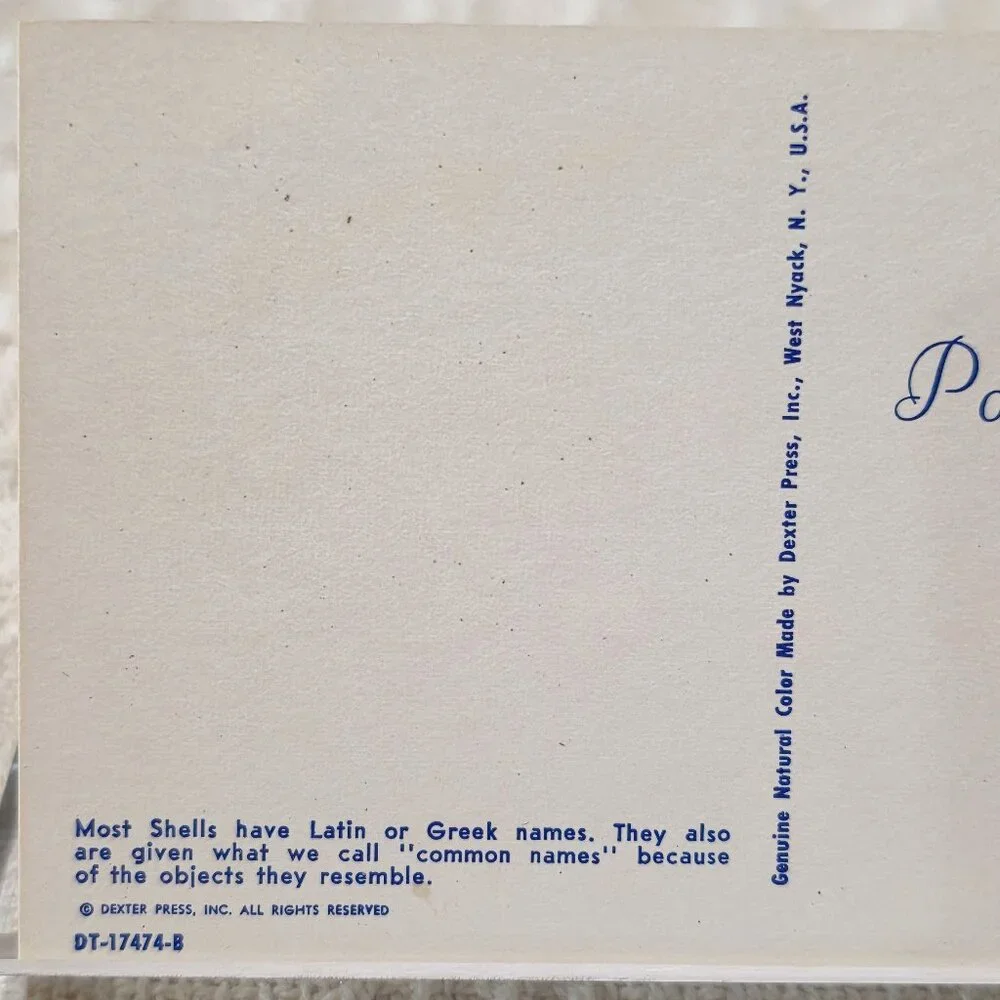 Vintage Shell Names Dexter Press DT 17474 B Ocean Blue Turquoise Postcard UNP